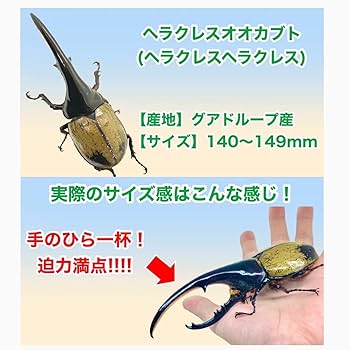 【標本】ヘラクレスオオカブトムシ　グアドループ産　156.3ミリ　飼育品 Amazon | 【ヘラクレスオオカブト 150ミリ〜159ミリ 成虫 オス